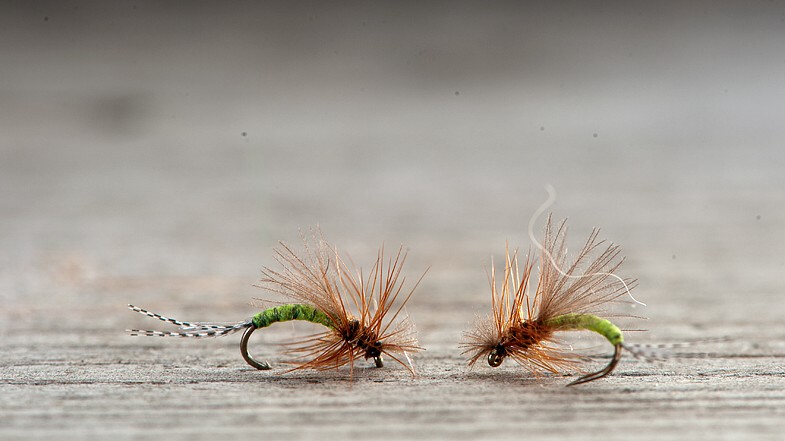 Midgar Midge, CDC Flatwing Emerging Midgar Midge, CDC Flatwing Emerging