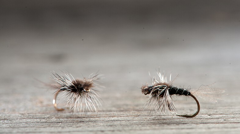 Midgar Midge, Hatching, Black