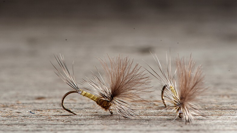 14 - bwo golden olive